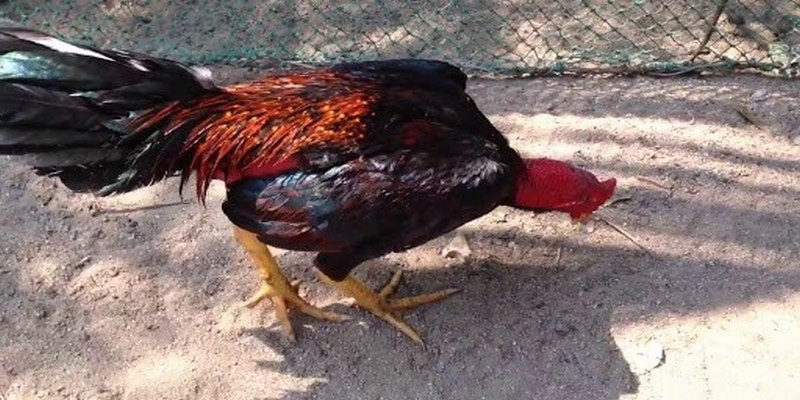 Hướng Dẫn Cách Chữa Gà Bị Khò Khè Lên Đờm Đơn Giản 4 Cách chữa gà bị khò khè lên đờm